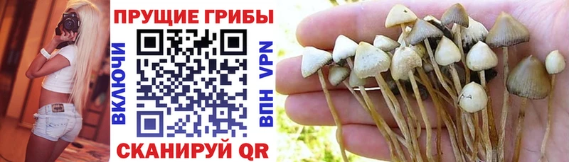Псилоцибиновые грибы GOLDEN TEACHER Бобров